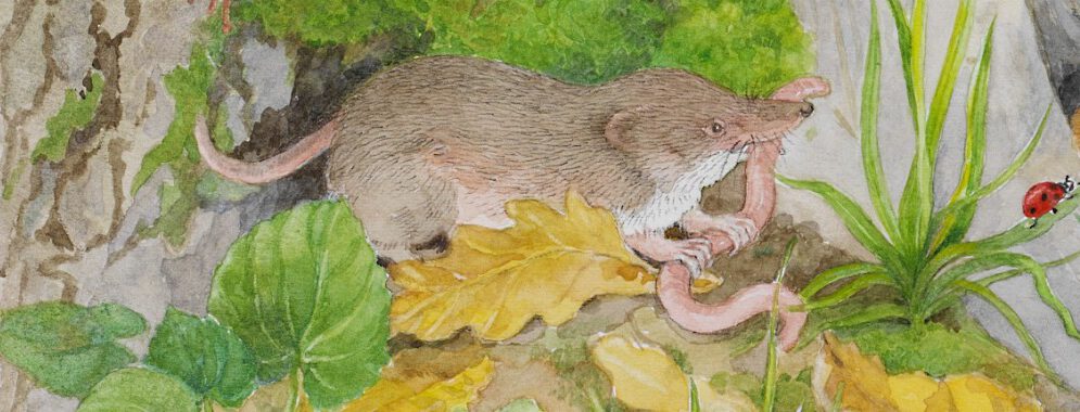 Dorothea Desmarowitz